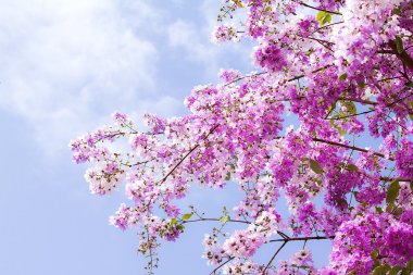 Kraliçe'nin çiçek