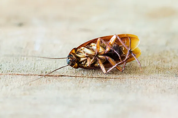 Мертвые тараканы — стоковое фото
