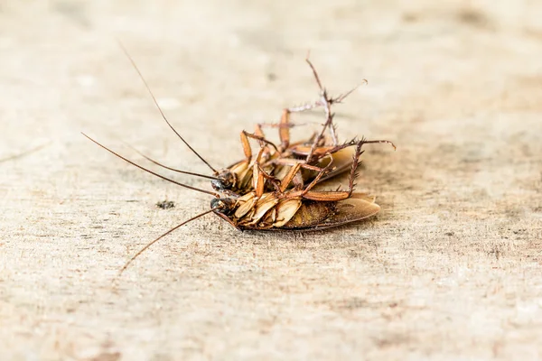 Cucarachas muertas — Foto de Stock