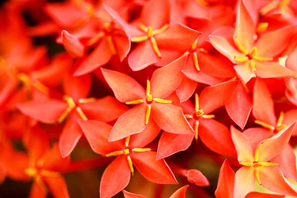 Flower spike. — Stock Photo, Image