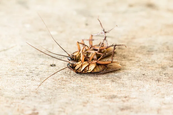 Νεκρός κατσαρίδες — Φωτογραφία Αρχείου