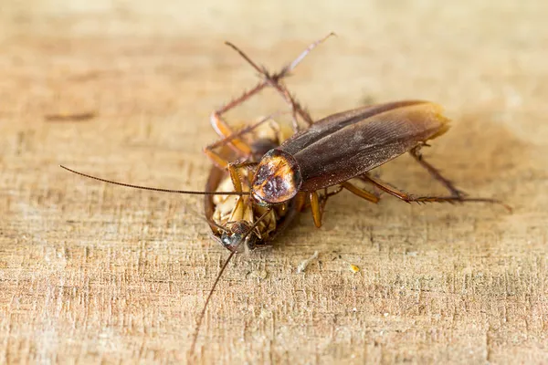 Dode kakkerlakken — Stockfoto