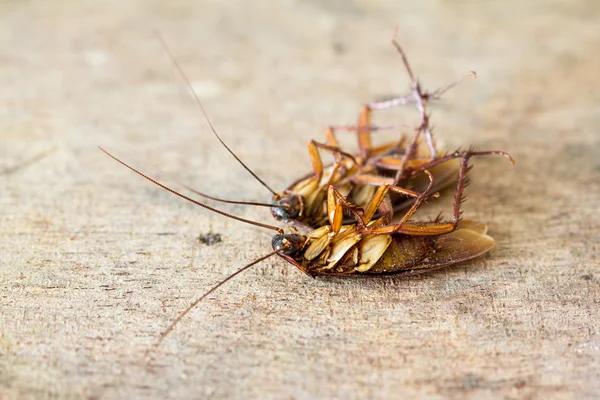 ölü Hamam böcekleri