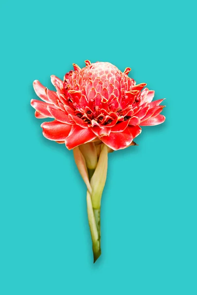 Torch ginger flower — Stock Photo, Image
