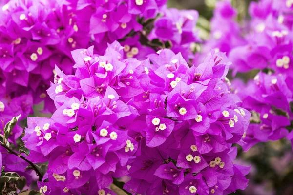 Bougainvillea flowers — Stock Photo, Image