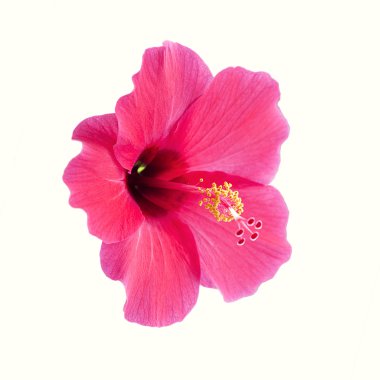  hibiscus çiçeği.