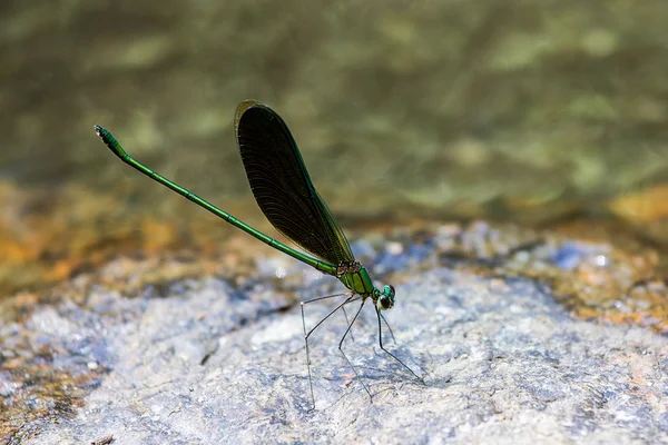 Zblízka zelená vážka — Stock fotografie