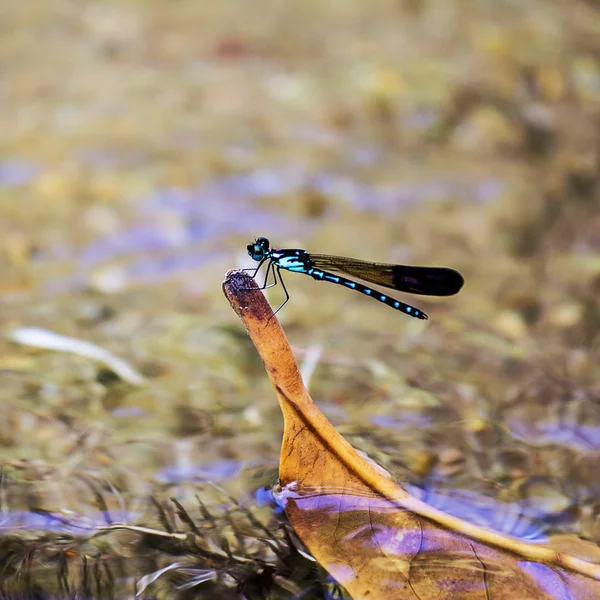 Dragonfly красивих квітів — стокове фото