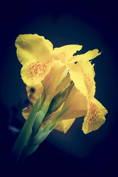 Fleurs de canne — Photo