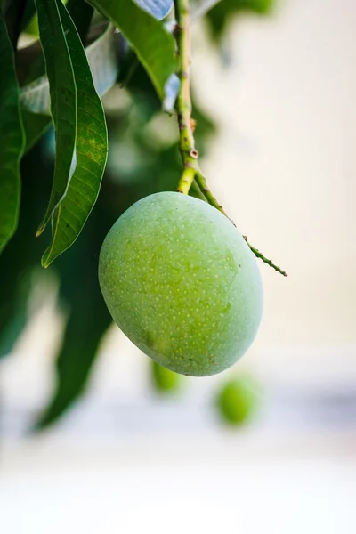 Mango — Stock Photo, Image