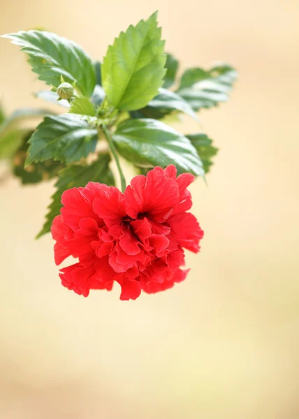 Red  hibiscus flower. — Stock Photo, Image