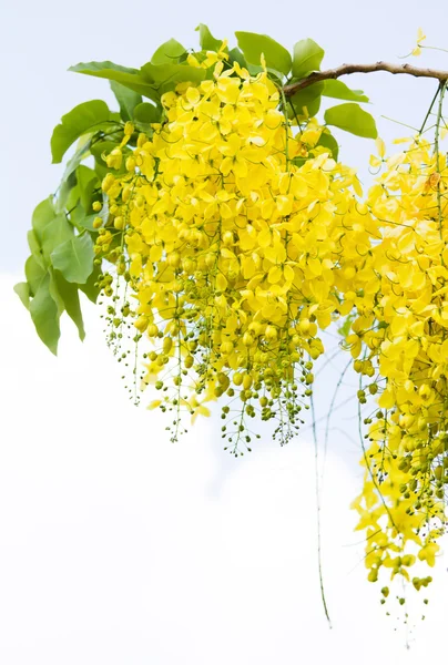 Altın çiçek — Stok fotoğraf