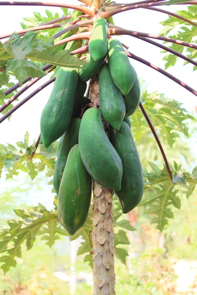 Papaya vruchten — Stockfoto