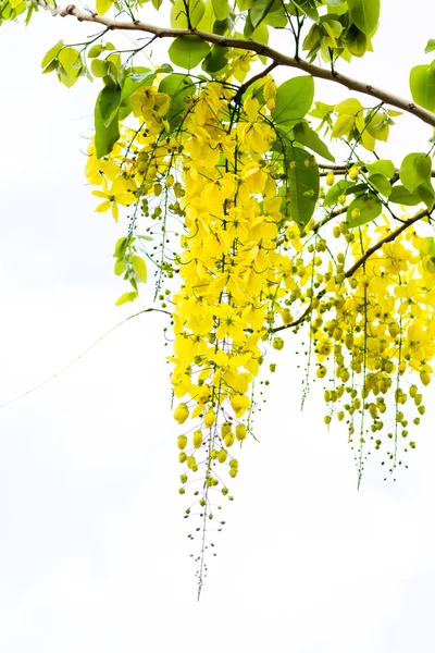 Golden Flower — Stock Photo, Image