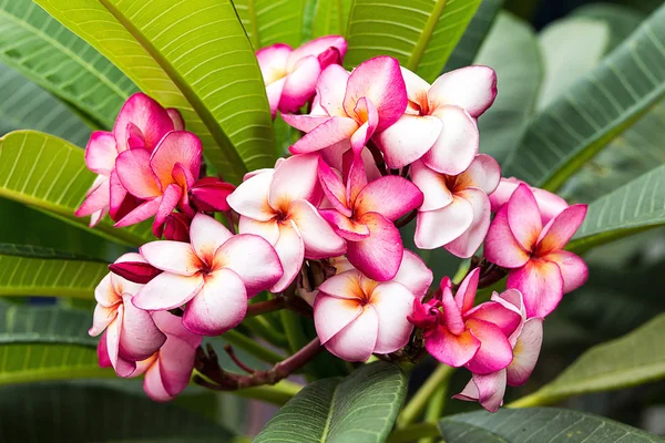 Pembe frangipani çiçekler — Stok fotoğraf