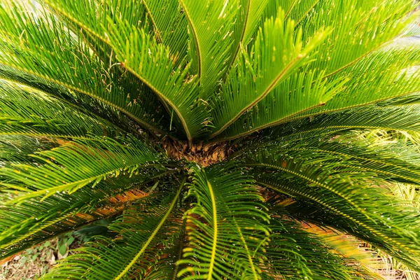 Cycad tree — Stock Photo, Image