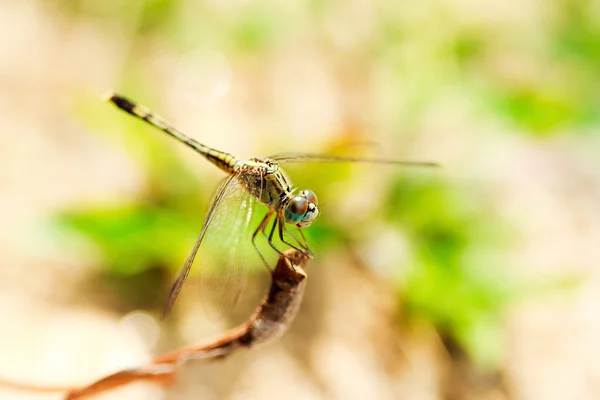 Libelle — Stockfoto