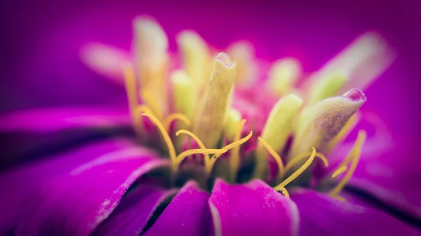 Roze zinnia., bloemen — Stockfoto
