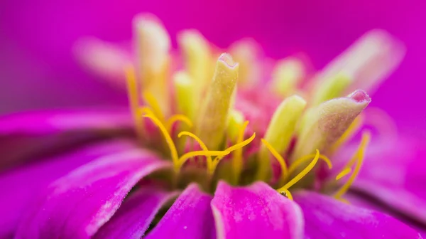 Pink zinnia.,flowers — Stock Photo, Image