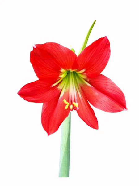 Red amaryllis with Mobilestock — Stock Photo, Image