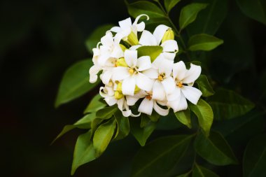  çiçekler, turuncu Yasemin