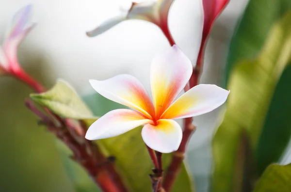Bunga Frangipani — Stok Foto
