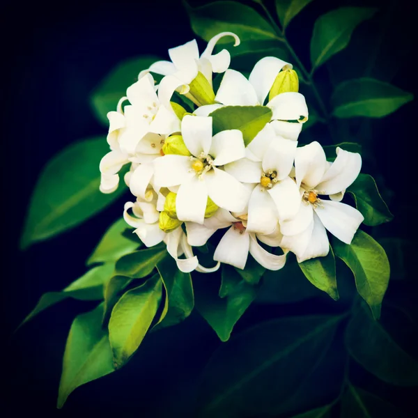 Vintage orange jessamine blomma — Stockfoto