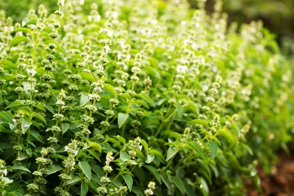 Heilige basilicum — Stockfoto