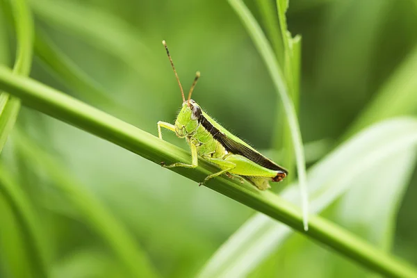 Saltamontes —  Fotos de Stock