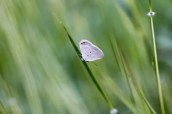 Маленькая бабочка — стоковое фото