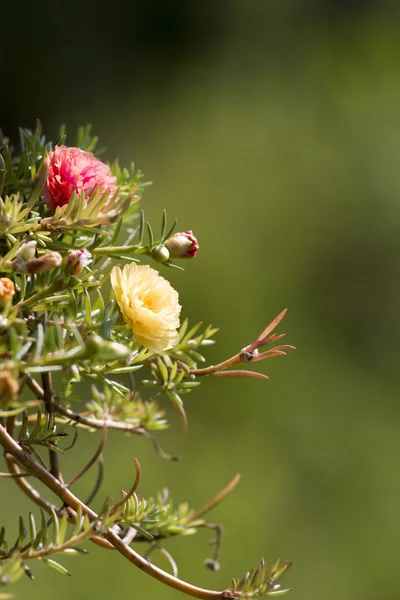 Floração Purslane, Pussley — Fotografia de Stock