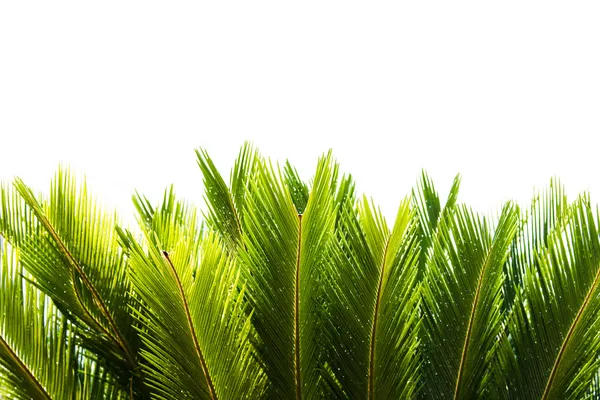 Cycad дерево — стокове фото