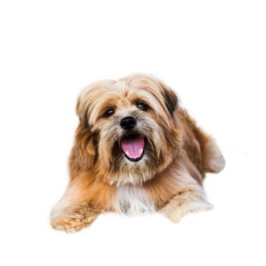 köpek, Tayland