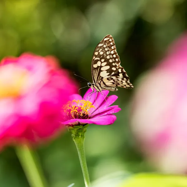 फूल पर तितली — स्टॉक फ़ोटो, इमेज