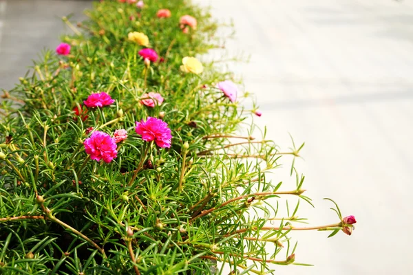 Floração Purslane, Pussley — Fotografia de Stock