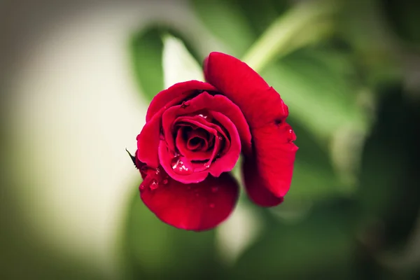 Röda rosor. — Stockfoto