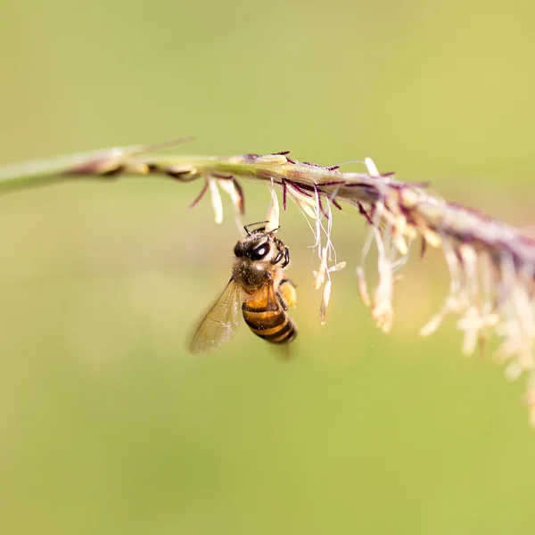 Biene — Stockfoto