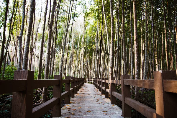 Bosque de manglares. — Foto de Stock