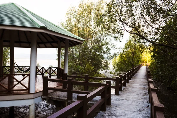 Δάσος Mangrove. — Φωτογραφία Αρχείου