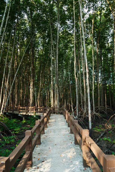 Bosque de manglares. — Foto de Stock