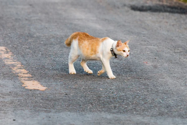 Кот на дороге — стоковое фото