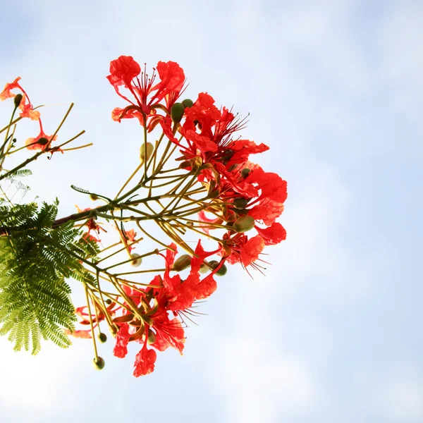 Flowers. — Stock Photo, Image
