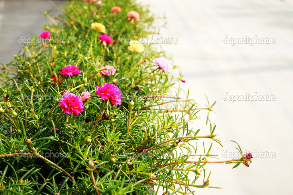 Flowering Purslane, Pussley