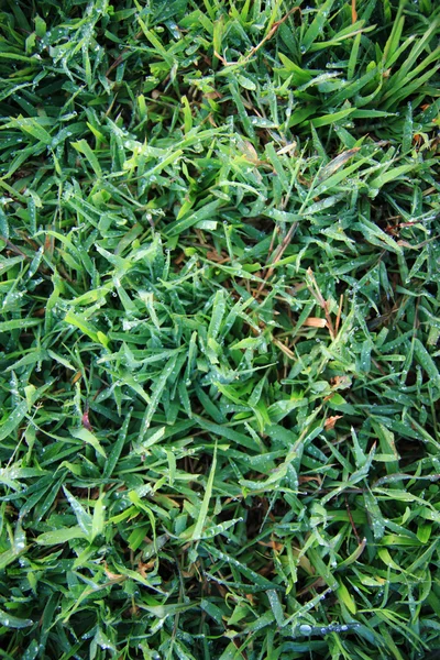 Wassertropfen auf Gras. — Stockfoto