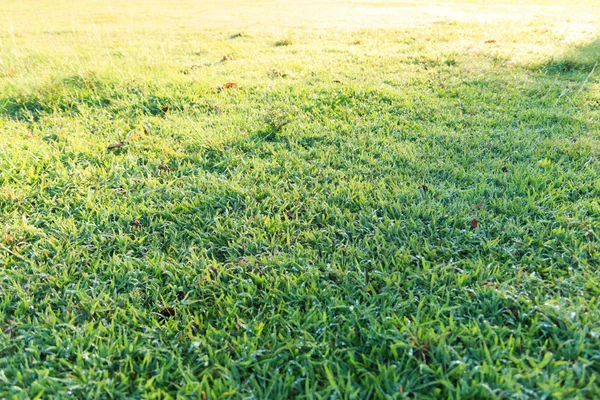 Waterdruppels op gras. — Stockfoto