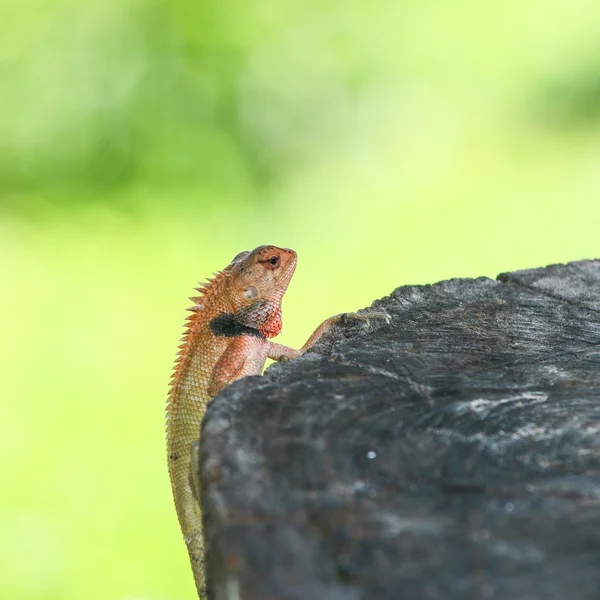 ゴールデンドラゴン — ストック写真