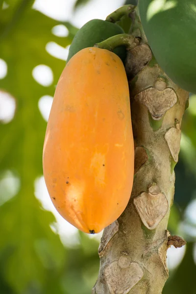 Papaya — Stok fotoğraf