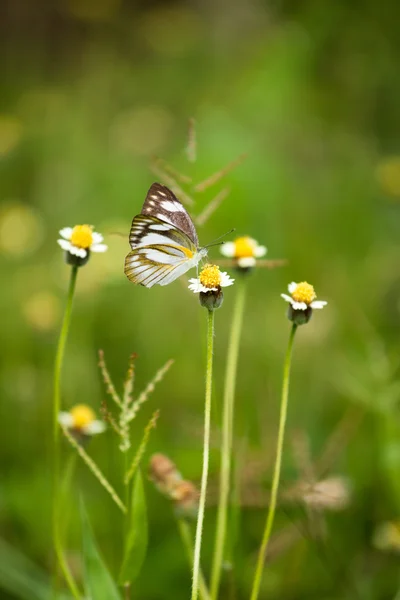 작은 나비 — 스톡 사진
