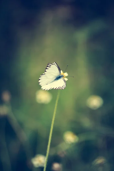 Grunge-Vignette kleiner Schmetterling — Stockfoto