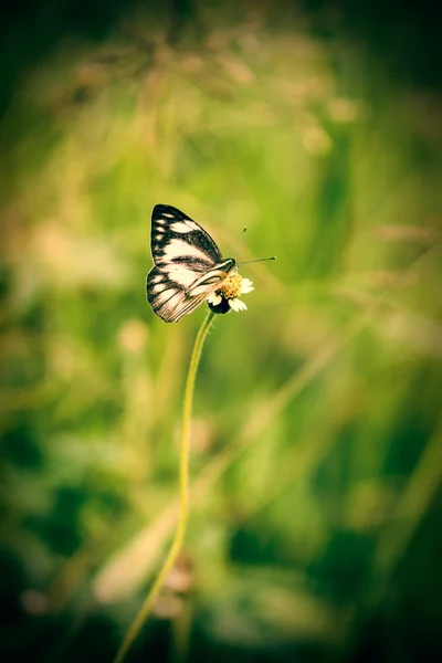 Βινιέτα μικρό πεταλούδα — Φωτογραφία Αρχείου